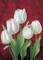Tulips on burdundy II Poster Print by Gertrud Schweser - Item # VARPDXMLV261